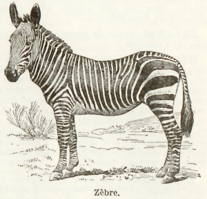 Zebre 2